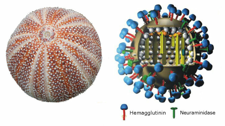 Til venstre: Kråkebolle. Til høyre: Influensavirus. Proteinkappen er brun. Hemagglutinin i blått, neuraminidase i grønt. Si at det ligner litt på en kråkebolle, da. Bittelitte grann? (Bilder: Kråkebolla – Nina Aldin Thune, CC-BY-SA 2.5 Generic. Virusfigur – M. Eickmann, begge bearbeidet av forskning.no.)
