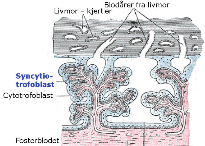 Arvestoff fra retrovirus danner syncytiotrofoblaster i morkaken i livmoren. Figuren viser hvordan næringsstoffer og oksygen fra mors blod (øverst) og karbondioksid fra fosterblodet (nederst) passerer gjennom blant annet syncytiotrofoblastene (framhevet med blått).Mors blod og barnets blod må holdes adskilt, fordi antistoffer fra mors blod kan angripe celler i barnets blod. (Figur: Henry Vandyke Carter, bearbeidet av forskning.no) Arvestoff fra retrovirus danner syncytiotrofoblaster i morkaken i livmoren. Figuren viser hvordan næringsstoffer og oksygen fra mors blod (øverst) og karbondioksid fra fosterblodet (nederst) passerer gjennom blant annet syncytiotrofoblastene (framhevet med blått).Mors blod og barnets blod må holdes adskilt, fordi antistoffer fra mors blod kan angripe celler i barnets blod. (Figur: Henry Vandyke Carter, bearbeidet av forskning.no)