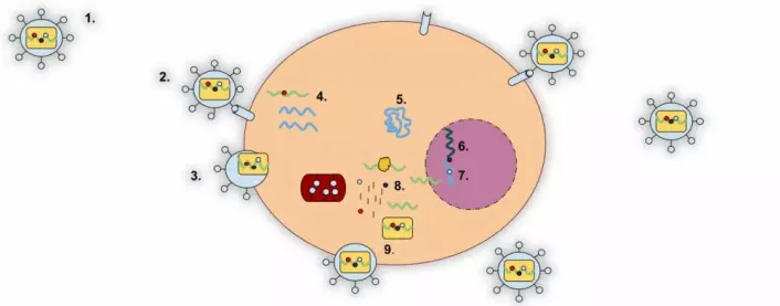 Slik formerer et retrovirus seg. 1: Viruset har arvestoffet RNA (inni gul firkant) omgitt av proteiner. 2: Proteinene binder seg til mottakere (reseptorer) i celleveggen. 3: Celleveggen går i stykker og RNA fra viruset går inn. 4: Virusets RNA lager en kopi i form av arvestoffet DNA (blått). 5: Virus-DNA går inn i cellekjernen. 6: Virus-DNA kobler seg sammen med cellens eget DNA. 7: Cellekjernen lager nytt virus-RNA fra virus-DNA. 8: Det nye virus-RNA brukes for å lage proteiner til viruset i cellens proteinfabrikk – endoplasmatisk reticulum. 9: Nytt virus-RNA og proteiner settes sammen til nye virus som trenger ut gjennom celleveggen. (Figur: Mrdavis21, <a href="https://creativecommons.org/licenses/by-sa/3.0/deed.en">CC-BY-SA 3.0 Unported</a>)