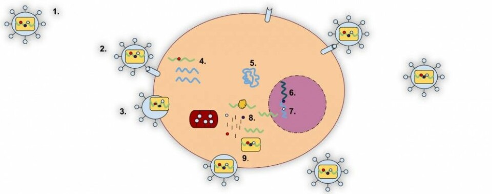 Slik formerer et retrovirus seg. 1: Viruset har arvestoffet RNA (inni gul firkant) omgitt av proteiner. 2: Proteinene binder seg til mottakere (reseptorer) i celleveggen. 3: Celleveggen går i stykker og RNA fra viruset går inn. 4: Virusets RNA lager en kopi i form av arvestoffet DNA (blått). 5: Virus-DNA går inn i cellekjernen. 6: Virus-DNA kobler seg sammen med cellens eget DNA. 7: Cellekjernen lager nytt virus-RNA fra virus-DNA. 8: Det nye virus-RNA brukes for å lage proteiner til viruset i cellens proteinfabrikk – endoplasmatisk reticulum. 9: Nytt virus-RNA og proteiner settes sammen til nye virus som trenger ut gjennom celleveggen. (Figur: Mrdavis21, CC-BY-SA 3.0 Unported)