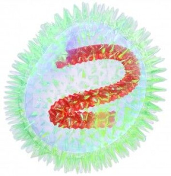 Typisk virus (influensavirus) består av arvestoff (rødt) omgitt av en proteinkappe som kan binde seg til bestemte steder (reseptorer) på cellen den skal invadere. (Figur: BruceBlaus, <a href="https://creativecommons.org/licenses/by-sa/4.0/deed.en">CC-BY-SA 4.0 International</a>) Typisk virus (influensavirus) består av arvestoff (rødt) omgitt av en proteinkappe som kan binde seg til bestemte steder (reseptorer) på cellen den skal invadere. (Figur: BruceBlaus, <a href="https://creativecommons.org/licenses/by-sa/4.0/deed.en">CC-BY-SA 4.0 International</a>)