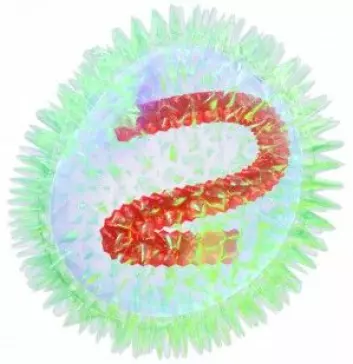 Typisk virus (influensavirus) består av arvestoff (rødt) omgitt av en proteinkappe som kan binde seg til bestemte steder (reseptorer) på cellen den skal invadere. (Figur: BruceBlaus, <a href="https://creativecommons.org/licenses/by-sa/4.0/deed.en">CC-BY-SA 4.0 International</a>)