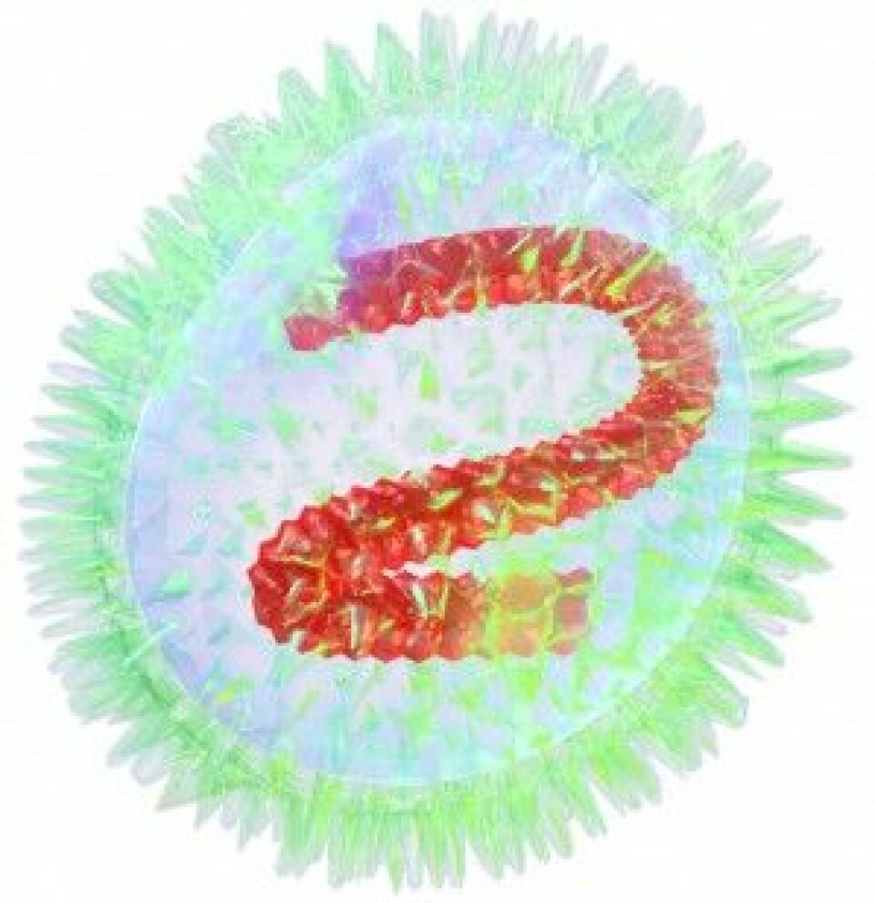 Typisk virus (influensavirus) består av arvestoff (rødt) omgitt av en proteinkappe som kan binde seg til bestemte steder (reseptorer) på cellen den skal invadere. (Figur: BruceBlaus, CC-BY-SA 4.0 International)