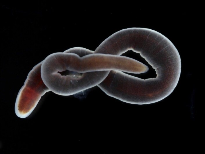 – Ein vaksen slimorm. Den er omtrent sju centimeter og kjem frå kysten ikkje langt frå Bergen. Dei er farlege rovdyr, ikkje for menneske, men for andre ormar. (Foto: The Sars International Centre for Marine Molecular Biology / UiB) – Ein vaksen slimorm. Den er omtrent sju centimeter og kjem frå kysten ikkje langt frå Bergen. Dei er farlege rovdyr, ikkje for menneske, men for andre ormar. (Foto: The Sars International Centre for Marine Molecular Biology / UiB)