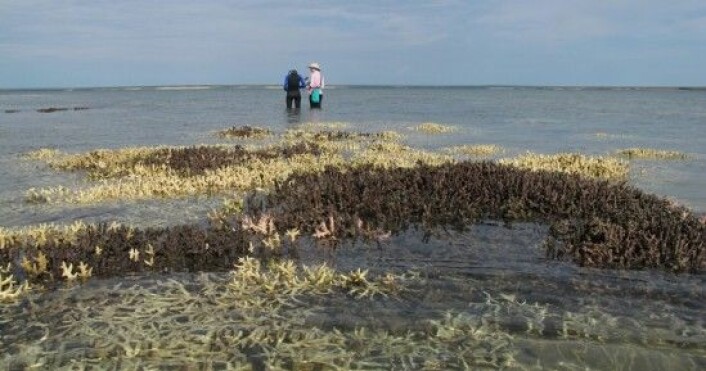Forskere ved ARC Centre of Excellence for Coral Reef Studies observerer døde koraller ved Cygnet Bay i Australia. (Credit: Chris Cornwal)