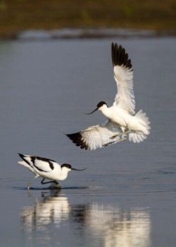 Vadefuglen avosett er foreløpig trygg. Den blir ikke regnet som truet. (Foto: Szabolcs Nagy, Wetlands International) Vadefuglen avosett er foreløpig trygg. Den blir ikke regnet som truet. (Foto: Szabolcs Nagy, Wetlands International)