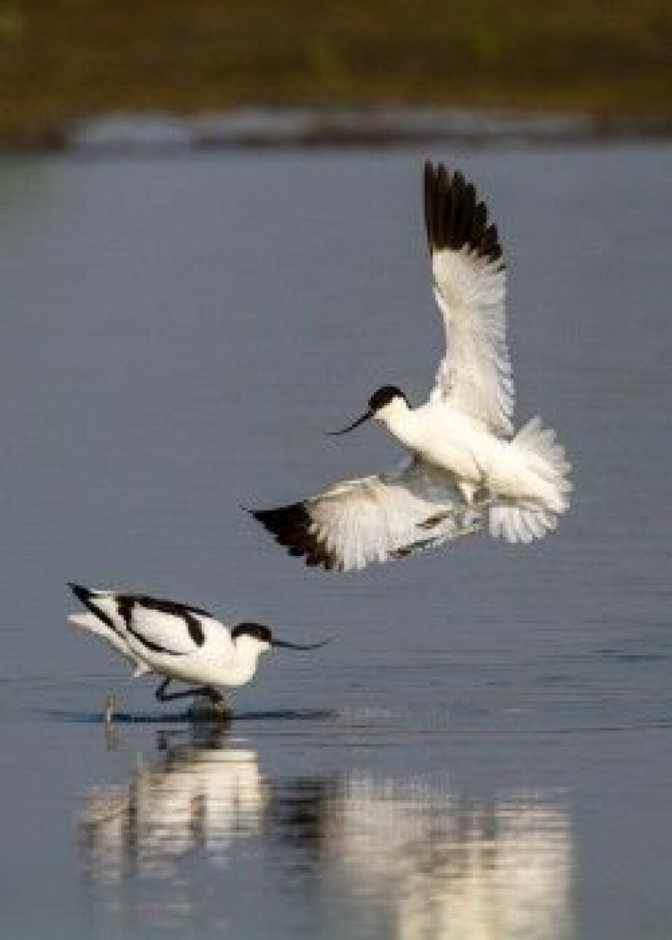 Vadefuglen avosett er foreløpig trygg. Den blir ikke regnet som truet. (Foto: Szabolcs Nagy, Wetlands International)