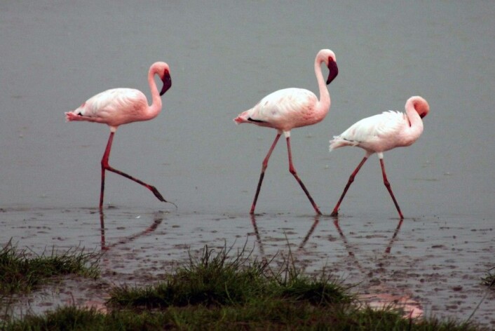 Flamingoene i Afrika har blitt færre de siste tiårene. Dvergflamingoen er nær truet. (Foto: Charles J. Sharp, under lisens CC 2.5) Flamingoene i Afrika har blitt færre de siste tiårene. Dvergflamingoen er nær truet. (Foto: Charles J. Sharp, under lisens CC 2.5)