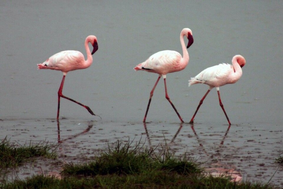 Flamingoene i Afrika har blitt færre de siste tiårene. Dvergflamingoen er nær truet. (Foto: Charles J. Sharp, under lisens CC 2.5)