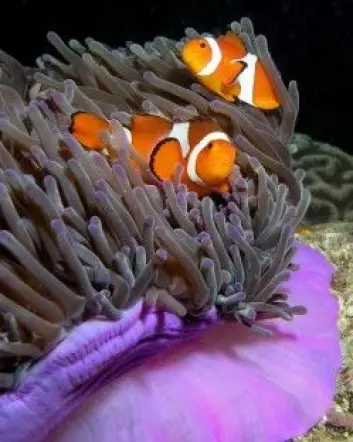 Klovnefisken, som Disney gjorde til allemannseie med filmen om «Nemo» i 2003, er en av over 3000 fiskearter i Koralltriangelet. (Foto: Nick Hobgood)