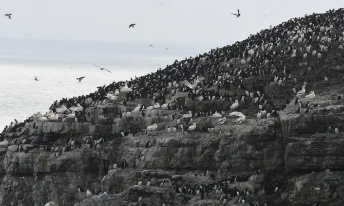 Havsulene hekker både i det nordvestlige Europa og rundt Newfoundland. Her er de blant andre sjøfugler på Bjørnøya. (Foto: Hallvard Strøm / Norsk Polarinstitutt)