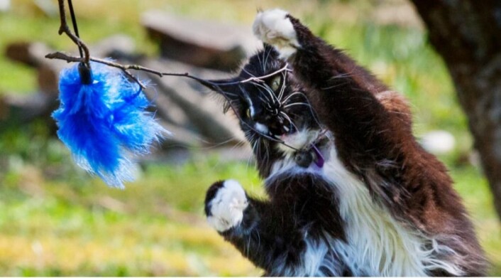 Katten Rampoline er 16 år gammel, men katteekspert Braastad leker fortsatt med henne. Jaktinstinktet gjør at Rampoline gjerne er med på lek med fjærdusk. (Foto: Audun Braastad) Katten Rampoline er 16 år gammel, men katteekspert Braastad leker fortsatt med henne. Jaktinstinktet gjør at Rampoline gjerne er med på lek med fjærdusk. (Foto: Audun Braastad)