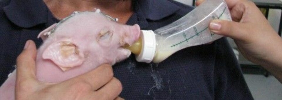 Etter ti år med forskning på dyr og melk, er danske forskere klare for å ta resultatene ut i en større studie på menneskebarn. Her ser vi en for tidlig født gris. (Foto: Københavns Universitet)