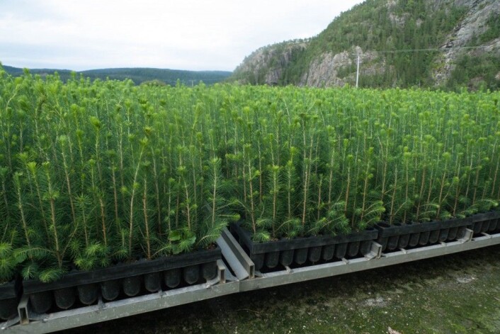 Norsk gran på rekke og rad i en planteskole klar til utplanting i felt. (Foto: Inger Sundheim Fløistad) Norsk gran på rekke og rad i en planteskole klar til utplanting i felt. (Foto: Inger Sundheim Fløistad)