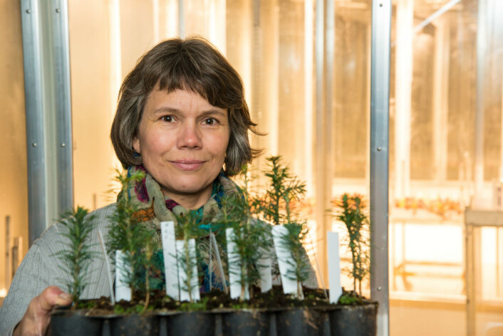 Juletreforsker Inger Fløistad. (Foto: Erling Sundheim Fløistad) Juletreforsker Inger Fløistad. (Foto: Erling Sundheim Fløistad)