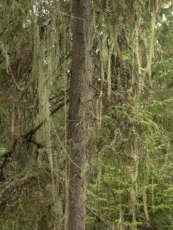 Hvis du er så heldig å få tak i toppen av et tre som har vokst seg stort i skogen, er det kanskje ferdig pyntet med både kongler og naturens eget glitter: huldrestry. (Foto: Foto: Einar Timdal, Naturhistorisk museum, UiO, CC BY 4.0) Hvis du er så heldig å få tak i toppen av et tre som har vokst seg stort i skogen, er det kanskje ferdig pyntet med både kongler og naturens eget glitter: huldrestry. (Foto: Foto: Einar Timdal, Naturhistorisk museum, UiO, CC BY 4.0)