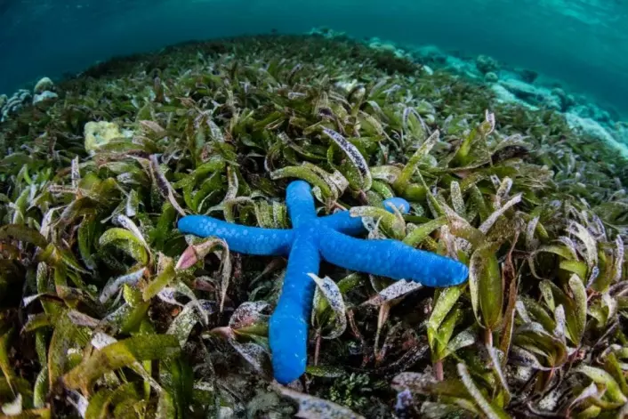 Slik ser det ut i sjøgress-engene der forskere fra flere verdensdeler har sett på sjøgress og bakterier – utenfor den indonesiske øya Sulawesi. (Foto: Shutterstock)