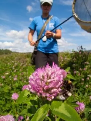 Forskere med øyne for naturens små vaktmestere, har sett på hvordan vi kan snu den farlige utviklingen hvor stadig flere av pollinatorene dør. (Foto: Sondre Dahle, NINA)