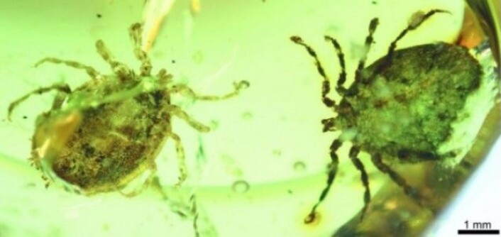 To eksemplarer av den nyoppdagede flåttarten, Deinocroton draculi. Små hår som sitter fast på kroppene deres hinter om at også de kan ha levd av blod fra dinosaurer. (Foto: Nature Communications; Peñalver et al.) To eksemplarer av den nyoppdagede flåttarten, Deinocroton draculi. Små hår som sitter fast på kroppene deres hinter om at også de kan ha levd av blod fra dinosaurer. (Foto: Nature Communications; Peñalver et al.)