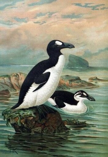 Geirfuglen fantes også i store antall. (Illustrasjon: John Gerrard Keulemans) Geirfuglen fantes også i store antall. (Illustrasjon: John Gerrard Keulemans)
