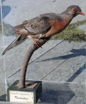 Denne vandredua finnes ved NTNU Vitenskapsmuseet. Den siste levende duen døde for over 100 år siden. (Foto: Per Gustav Thingstad, NTNU) Denne vandredua finnes ved NTNU Vitenskapsmuseet. Den siste levende duen døde for over 100 år siden. (Foto: Per Gustav Thingstad, NTNU)