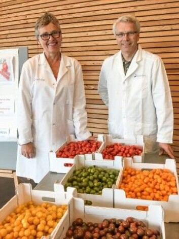 Testen med fargede cherrytomater ble utført av Jorunn Sofie Hansen fra Nofima og Geir Håbesland fra Brandgarden. (Foto: Nofima) Testen med fargede cherrytomater ble utført av Jorunn Sofie Hansen fra Nofima og Geir Håbesland fra Brandgarden. (Foto: Nofima)