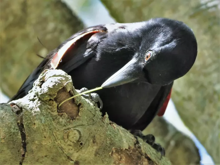 Krokene er mer effektive enn rette pinner når kråkene skal fiske etter larver under barken på trær. (Foto: James St. Clair)