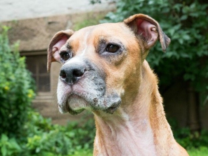 I dag har Murphy det godt, takket være behandlingen han fikk hos veterinæren. Men om han en dag vil bli helt symptomfri, er usikkert. (Foto: Camilla Wiik) I dag har Murphy det godt, takket være behandlingen han fikk hos veterinæren. Men om han en dag vil bli helt symptomfri, er usikkert. (Foto: Camilla Wiik)