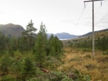 FØR: Her stod det plantet gran med sentvoksende furu over. (Foto: Hans Peter Eidseflot, Mørenett) FØR: Her stod det plantet gran med sentvoksende furu over. (Foto: Hans Peter Eidseflot, Mørenett)