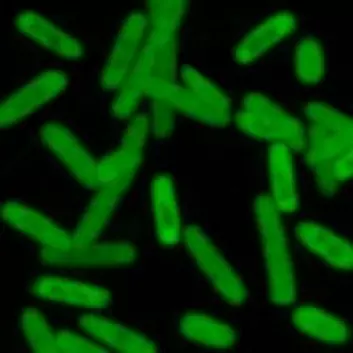 Fotoet viser de semikunstige E. coli-bakteriene. De to kunstige basene som sitter i bakterienes DNA, er med på å kode for produksjonen av et protein som lyser grønt. (Foto: William B. Kiosses)