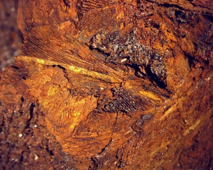 Fjærrester i korrodert jern fra et vikingsverd. Kanskje lå sverdet på ei pute? (Foto: Jørgen Rosvold, NTNU Vitenskapsmuseet) Fjærrester i korrodert jern fra et vikingsverd. Kanskje lå sverdet på ei pute? (Foto: Jørgen Rosvold, NTNU Vitenskapsmuseet)
