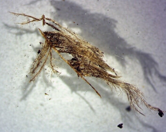 Et godt bevart fragment av ei fjær funnet i ei grav fra vikingetida, rundt en centimeter langt. Selv etter mange hundre år er det mulig å se fargene og at dette er fjær fra en kråkefugl. (Foto: Jørgen Rosvold, NTNU Vitenskapsmuseet) Et godt bevart fragment av ei fjær funnet i ei grav fra vikingetida, rundt en centimeter langt. Selv etter mange hundre år er det mulig å se fargene og at dette er fjær fra en kråkefugl. (Foto: Jørgen Rosvold, NTNU Vitenskapsmuseet)