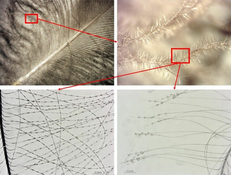 I mikroskopet undersøkes spesielt de bittesmå bistrålene, de minste greinene av fjæra, for å finne ut hvilken fugl det er snakk om. Her er to ulike fugler. Til venstre nederst ei fjellrype, en hønsefugl med ringer rundt bistrålene. Til høyre nederst ei stokkand med triangulære utvekster ytterst på bistrålene. (Foto: Jørgen Rosvold, NTNU Vitenskapsmuseet)