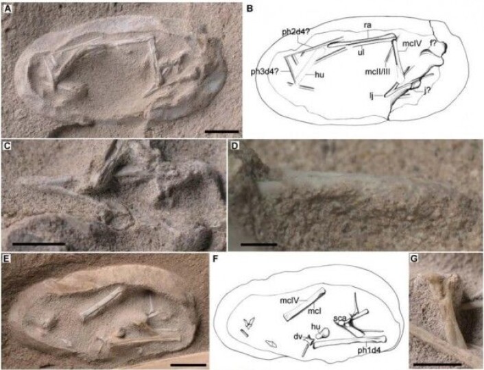 I flere av eggene som forskerne fant, var det levninger av unger. Det har gitt helt ny kunnskap om dyrenes utvikling. (Foto: Xiaolin Wang et al./Science) I flere av eggene som forskerne fant, var det levninger av unger. Det har gitt helt ny kunnskap om dyrenes utvikling. (Foto: Xiaolin Wang et al./Science)