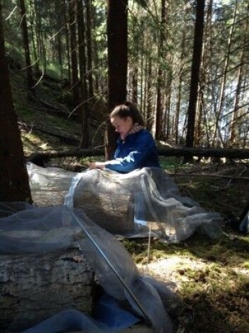 Her pakker Rannveig Jacobsen inn de døde trestokkene i fluenetting for å stenge insektene ute. (Foto: Tone Birkemoe / NMBU) Her pakker Rannveig Jacobsen inn de døde trestokkene i fluenetting for å stenge insektene ute. (Foto: Tone Birkemoe / NMBU)