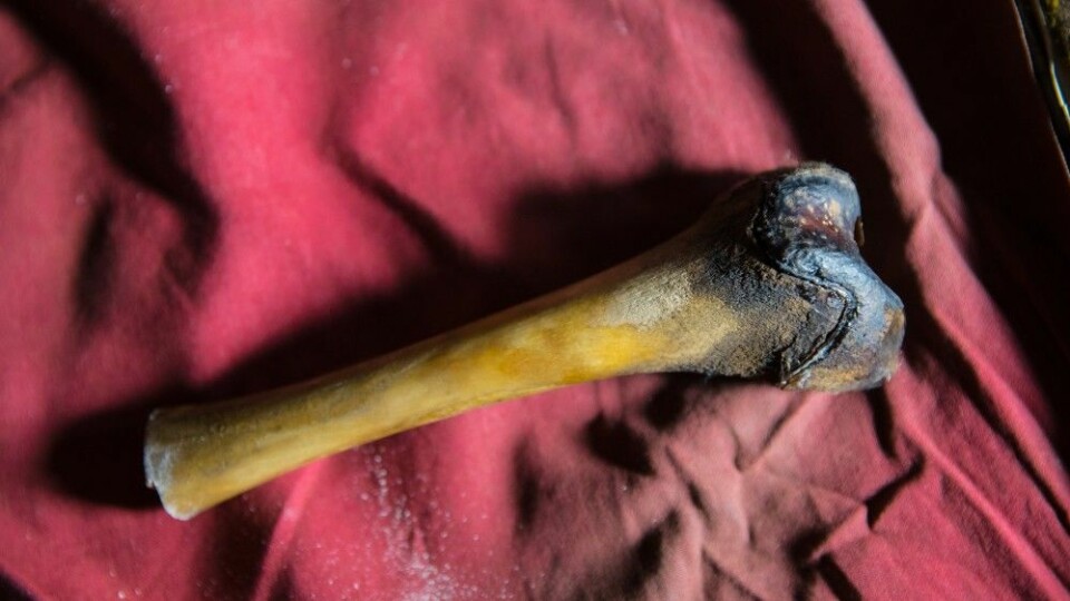 Et lårbein fra en angivelig yeti funnet i en hule i Tibet. Prosjektets resultater viser imidlertid at beinet faktisk kommer fra en tibetansk brunbjørn. (Foto: Icon Films Ltd.)
