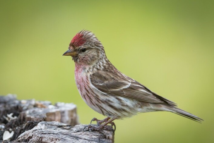 Gråsisikene (<em>Carduelis flammea</em>) må holde utkikk etter fiender, men ikke være så skvetne at det går unødig ut over den knappe tida de har til rådighet for å spise. (Foto: Tor Omnes) Gråsisikene (<em>Carduelis flammea</em>) må holde utkikk etter fiender, men ikke være så skvetne at det går unødig ut over den knappe tida de har til rådighet for å spise. (Foto: Tor Omnes)