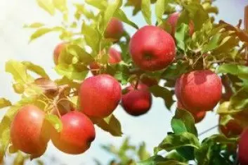 Et økologisk epletre gir ikke like mange epler som et konvensjonelt, og derfor kreves det flere kvadratmeter dyrkbar jord til å dyrke den samme mengden epler økologisk. (Foto: Alexander Chaikin / Shutterstock / NTB scanpix)