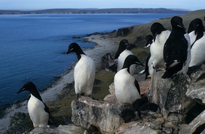 Sjøfuglene er helt avhengige av riktig mat når fugleungene kommer til verden. Dette gjør dem enormt sårbare for eventuelle endringer i økosystemet i havet. (Foto: Hallvard Strøm / Norsk Polarinstitutt) Sjøfuglene er helt avhengige av riktig mat når fugleungene kommer til verden. Dette gjør dem enormt sårbare for eventuelle endringer i økosystemet i havet. (Foto: Hallvard Strøm / Norsk Polarinstitutt)