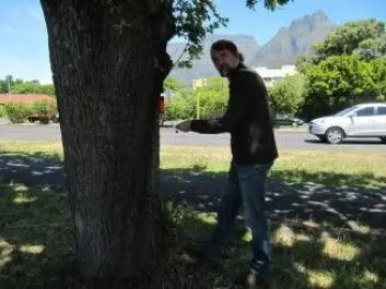 Her gjør professor Pretzsch målinger av et tre i Cape Town. [Foto: TUM]