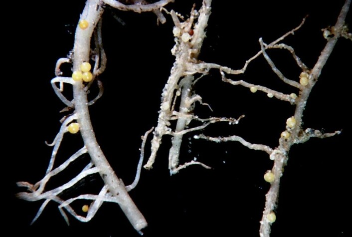 Cyster av potetcystenematode. (Foto: J. Øydvin) Cyster av potetcystenematode. (Foto: J. Øydvin)