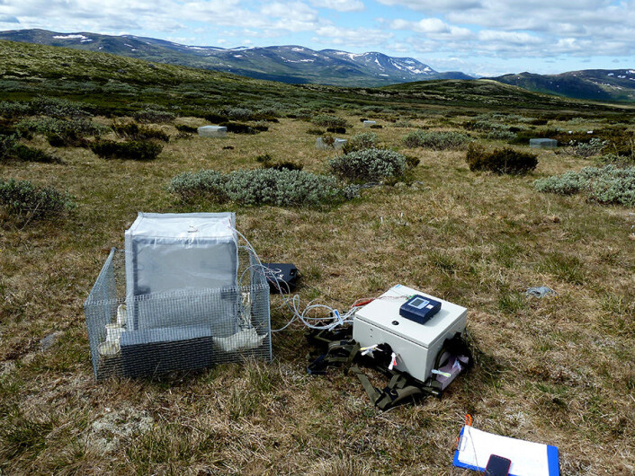I slike små telt måler forskerne CO2-fluks. Fluks-målingene viser hvor mye CO2 planten tar opp og hvor mye utslipp det er fra både planten og jorden. (Foto: Mia Vedel Sørensen / NTNU) I slike små telt måler forskerne CO2-fluks. Fluks-målingene viser hvor mye CO2 planten tar opp og hvor mye utslipp det er fra både planten og jorden. (Foto: Mia Vedel Sørensen / NTNU)