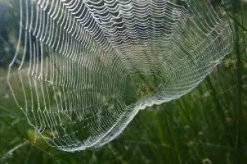 Det vakre nettet holder ikke lenge, før edderkoppen må lage et nytt. (Foto: beholding333 / Shutterstock / NTB scanpix)