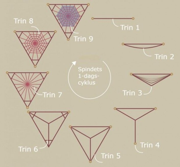 Trinn for trinn. Slik lager edderkoppen nettet sitt. (Illustrasjon: Davide Pedone, DensityDesign Research Lab) Trinn for trinn. Slik lager edderkoppen nettet sitt. (Illustrasjon: Davide Pedone, DensityDesign Research Lab)