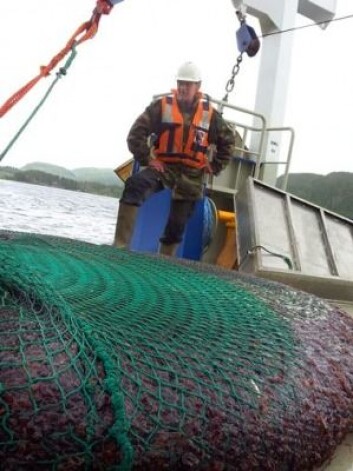Fisker Jarle Mork ved et nett med mer enn sju tonn kronemaneter, tatt i Trondheimsfjorden. (Foto: NTNU) Fisker Jarle Mork ved et nett med mer enn sju tonn kronemaneter, tatt i Trondheimsfjorden. (Foto: NTNU)