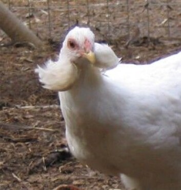 Rasen araucana er kjent for å legge egg med blått skall. (Foto: Engelsk Wikipedia/Anne Cushing) Rasen araucana er kjent for å legge egg med blått skall. (Foto: Engelsk Wikipedia/Anne Cushing)