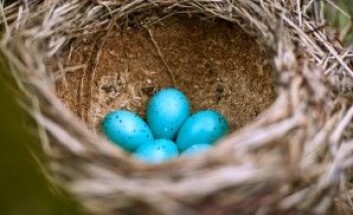 De blå eggene er ikke å finne i supermarkedet fordi de fem–seks hønserasene som legger flest egg, legger brune og hvite egg. (Foto: trek6500 / Shutterstock / NTB scanpix) De blå eggene er ikke å finne i supermarkedet fordi de fem–seks hønserasene som legger flest egg, legger brune og hvite egg. (Foto: trek6500 / Shutterstock / NTB scanpix)