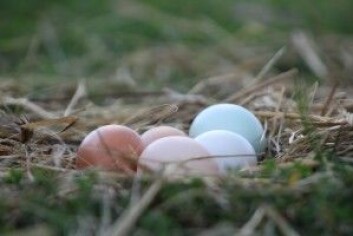 Slik ser de fleste butikkegg ut – med enten brun eller hvit skallfarge. Det er rase som avgjør fargen. (Foto: Esther Martin / Shutterstock / NTB scanpix) Slik ser de fleste butikkegg ut – med enten brun eller hvit skallfarge. Det er rase som avgjør fargen. (Foto: Esther Martin / Shutterstock / NTB scanpix)