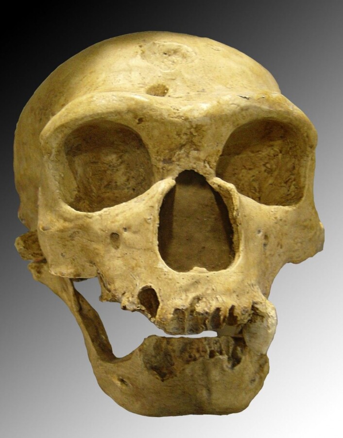En av skallene som ble brukt til å beregne hvordan nesen til neandertalerne fungerte. Denne ble funnet i Frankrike for over 100 år siden, og personen skal ha levd for 60 000 år siden. (Foto: Luna04/CC BY 2.5) En av skallene som ble brukt til å beregne hvordan nesen til neandertalerne fungerte. Denne ble funnet i Frankrike for over 100 år siden, og personen skal ha levd for 60 000 år siden. (Foto: Luna04/CC BY 2.5)