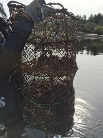 Forskarane sat ut to bur i vatnet utanfor Kristiansand med 1000 reine blåskjel i kvar. Eit i hamna og eit lenger ut i fjorden.<br>(Lise Tveiten, NIVA) Forskarane sat ut to bur i vatnet utanfor Kristiansand med 1000 reine blåskjel i kvar. Eit i hamna og eit lenger ut i fjorden.<br>(Lise Tveiten, NIVA)